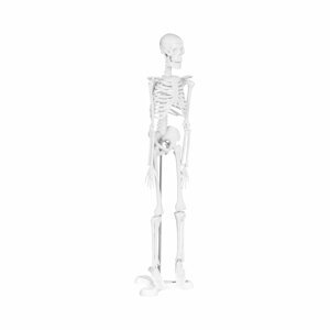 Mini model kostry člověka měřítko 1:4 (45 cm) - Anatomické modely physa