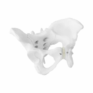 Model kostry ženské pánve - Anatomické modely physa