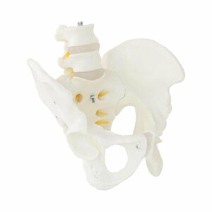 Model kostry mužské pánve s bederními obratli - Anatomické modely physa