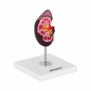 Model lidské ledviny originální velikost - Anatomické modely physa