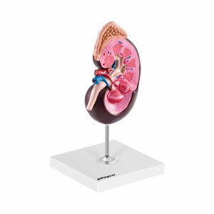 Model ledviny 1,5násobné zvětšení - Anatomické modely physa