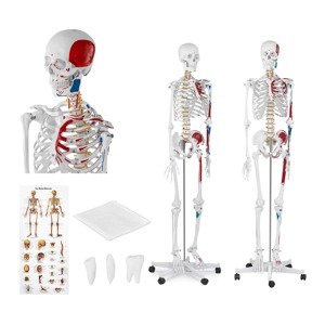 B-zboží Model kostry člověka životní velikost 180 cm s barevným značením - Zboží z druhé ruky Sport a zdraví physa