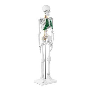 B-zboží Mini model kostry člověka 85 cm - Zboží z druhé ruky Sport a zdraví physa